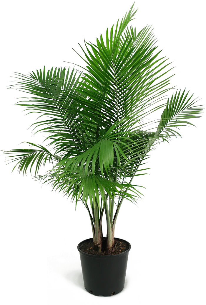 Majesty Palm (Ravenea rivularis)