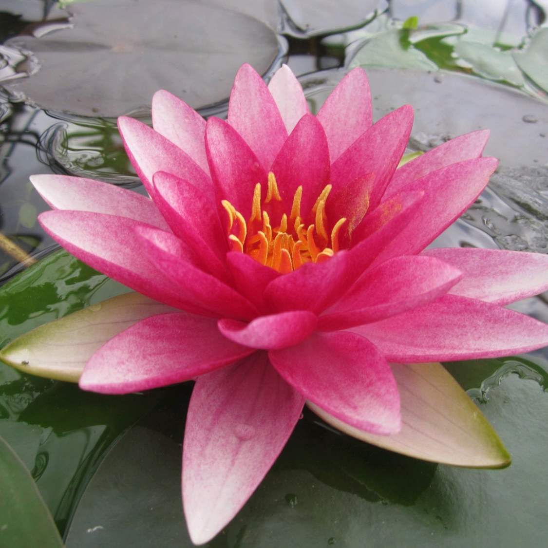 Hardy Water Lily Red 'Rembrandt' (Nymphaea 'Rembrandt') - 8" Pot