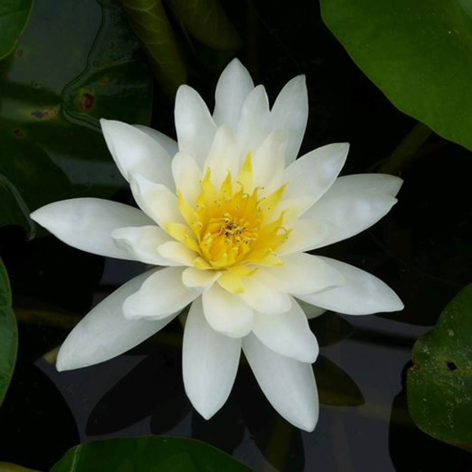 Hardy Water Lily White 'Marliac White' (Nymphaea 'Marilac White') - 8" Pot