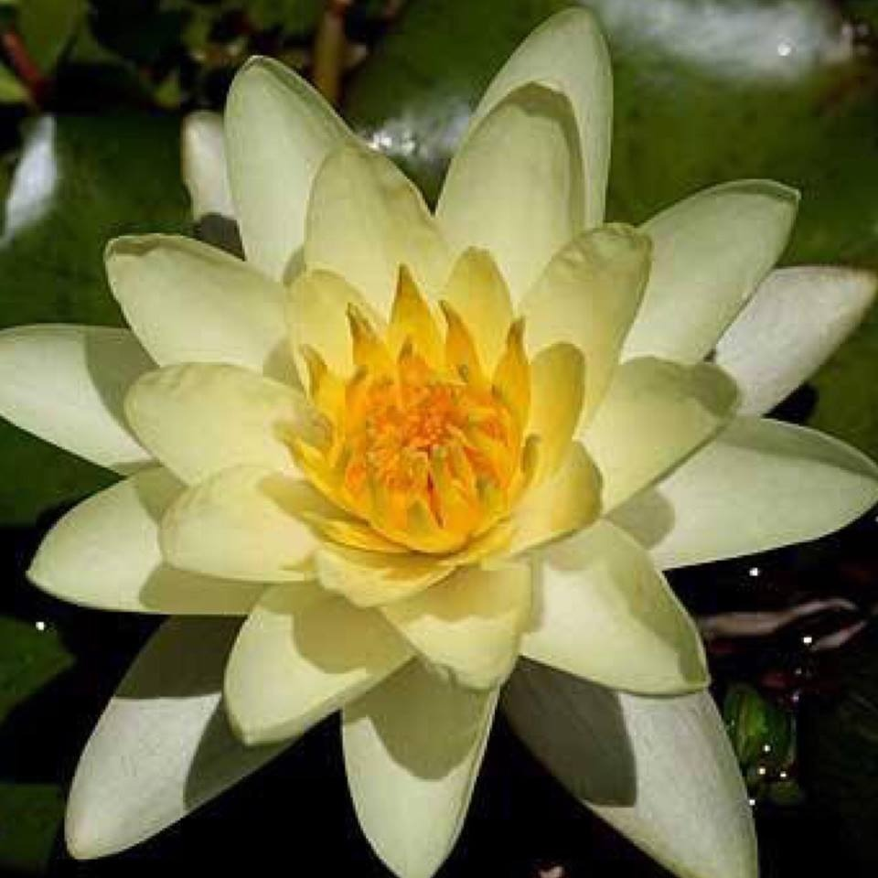 Hardy Water Lily Yellow 'Moorei' (Nymphaea 'Moorei') - 8" Pot
