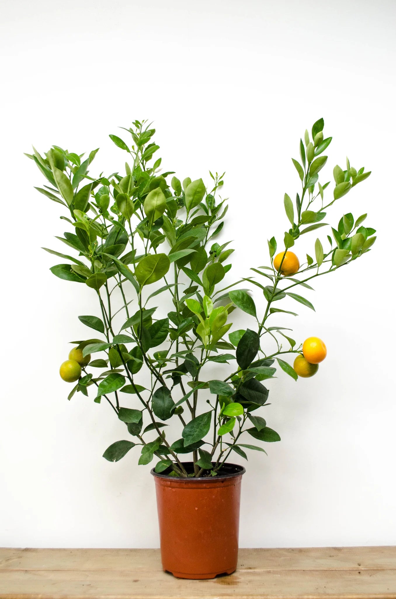 Citrus Orange Calamondin