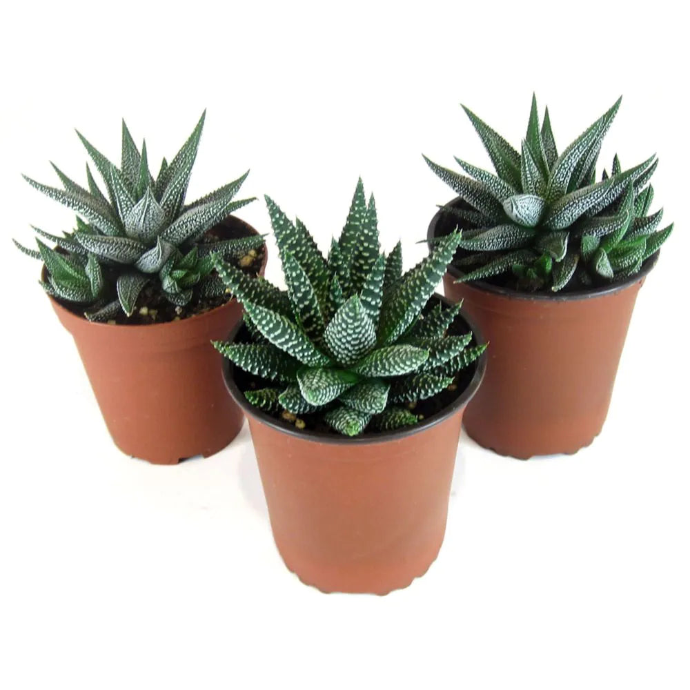 Haworthia (Assorted)