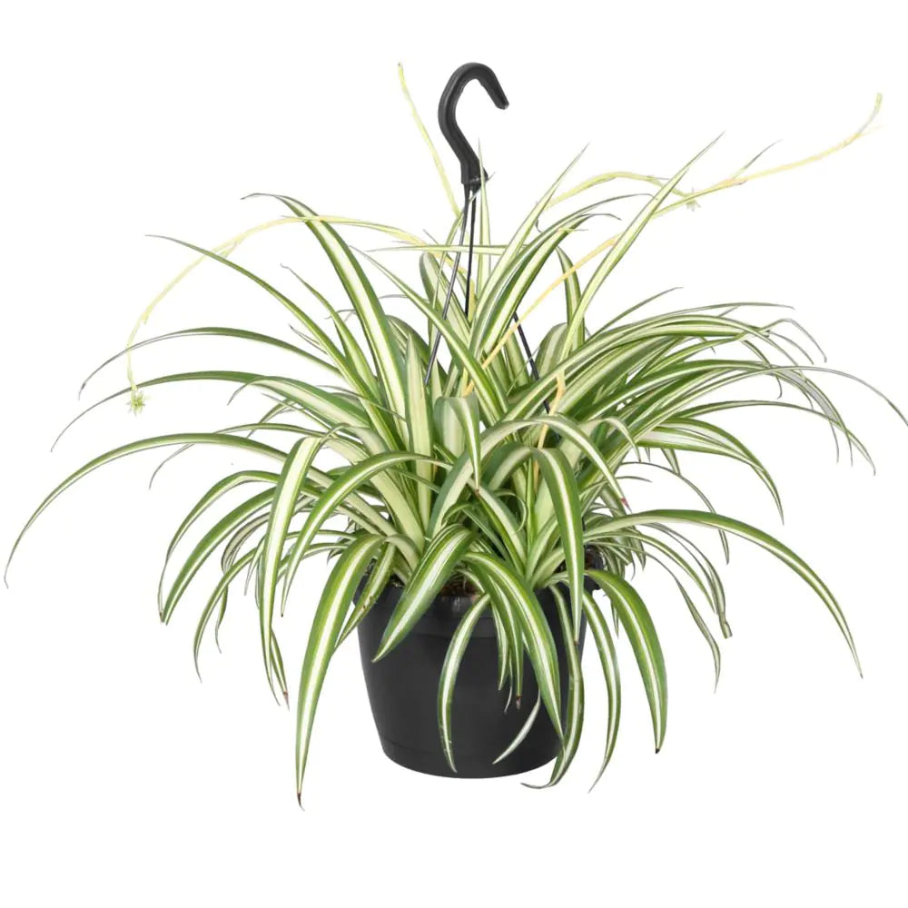 Spider Plant (Chlorophytum comosum)