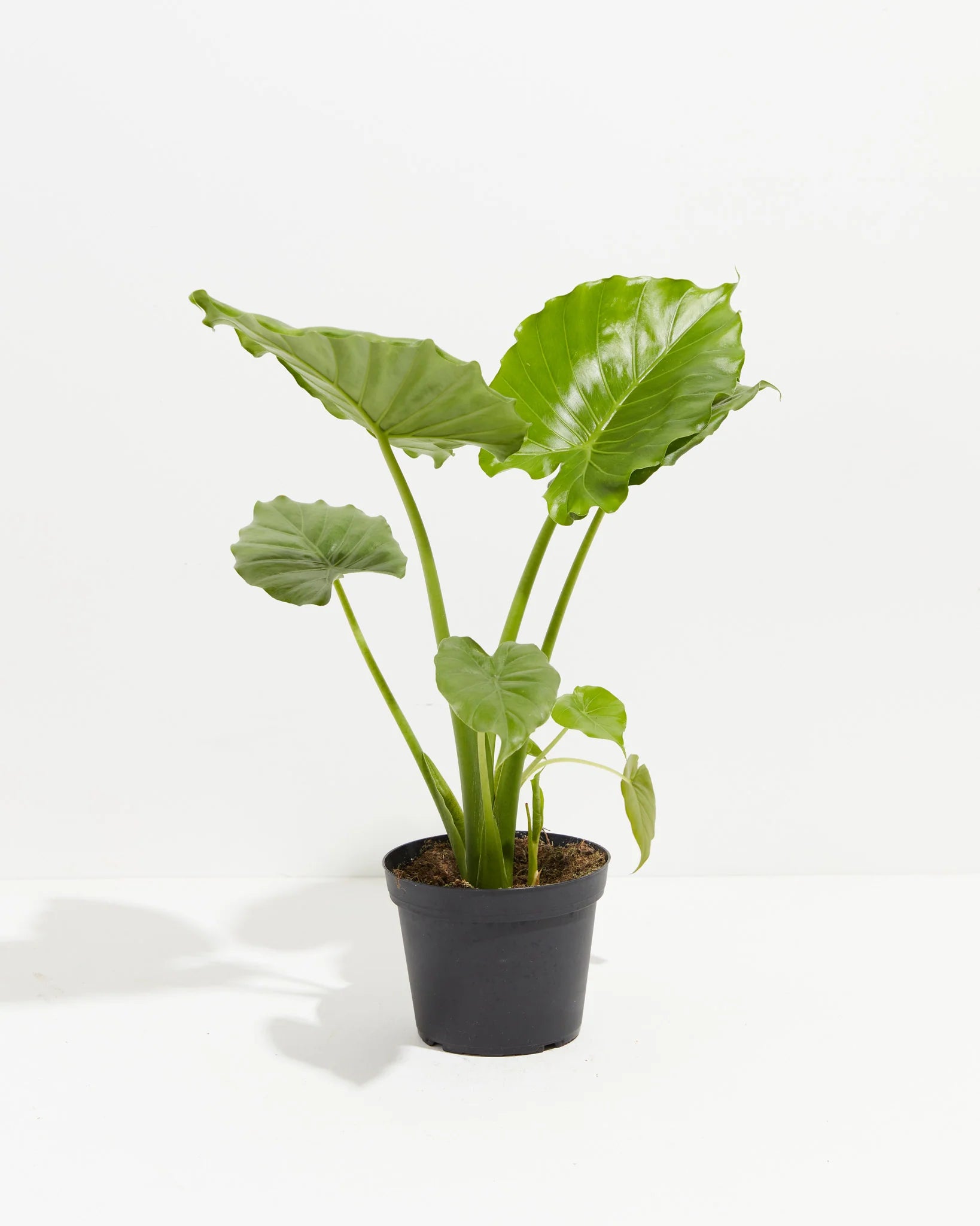 Elephant Ear 'California' (Alocasia "Gagaena California")