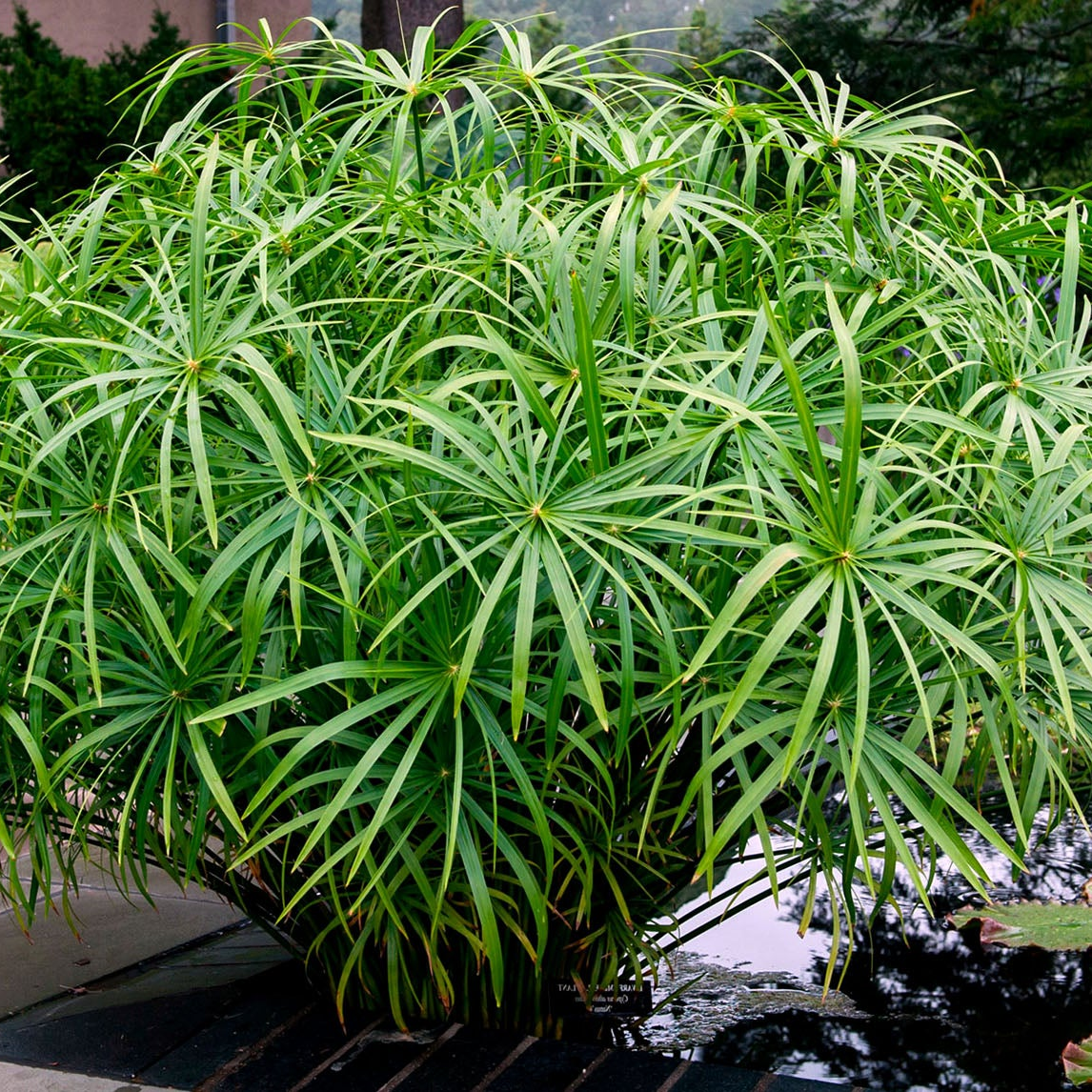 Dwarf Umbrella Palm (Cyperus alternifolius gracilis) - 5.5" Pot
