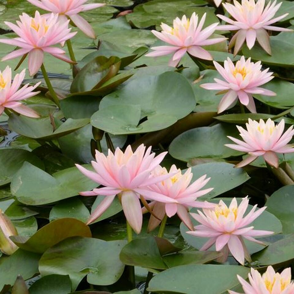 Hardy Water Lily Pink 'Pearl of The Pool' (Nymphaea ' Pearl of The Pool') - 8" Pot