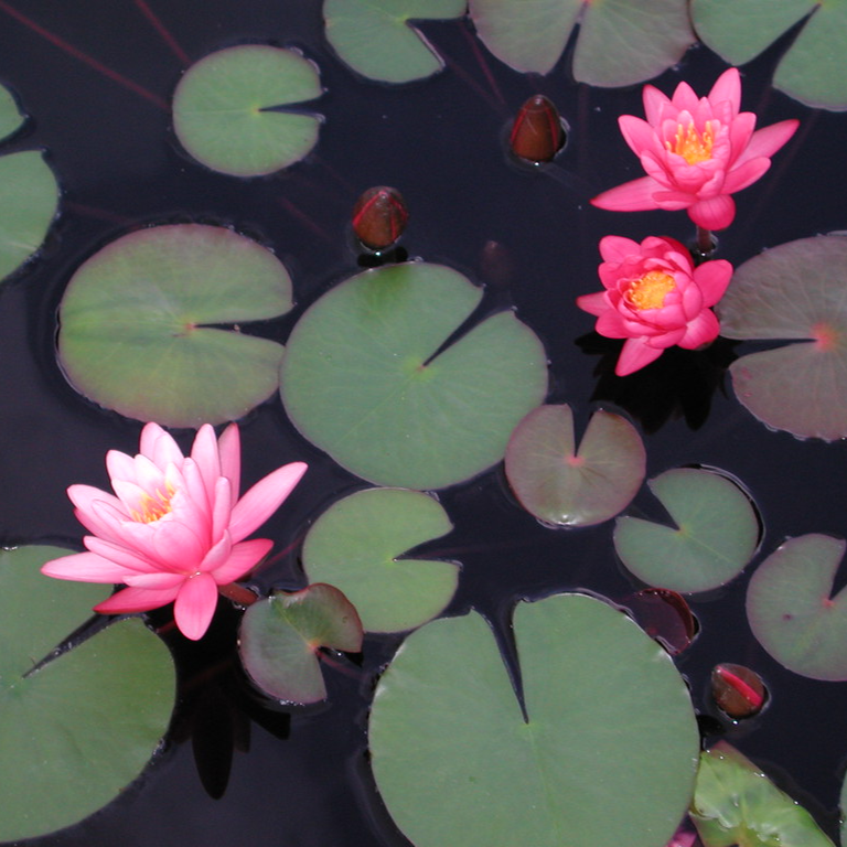 Hardy Water Lily Pink 'Yuh Ling' (Nymphaea 'Yuh Ling') - 8" Pot