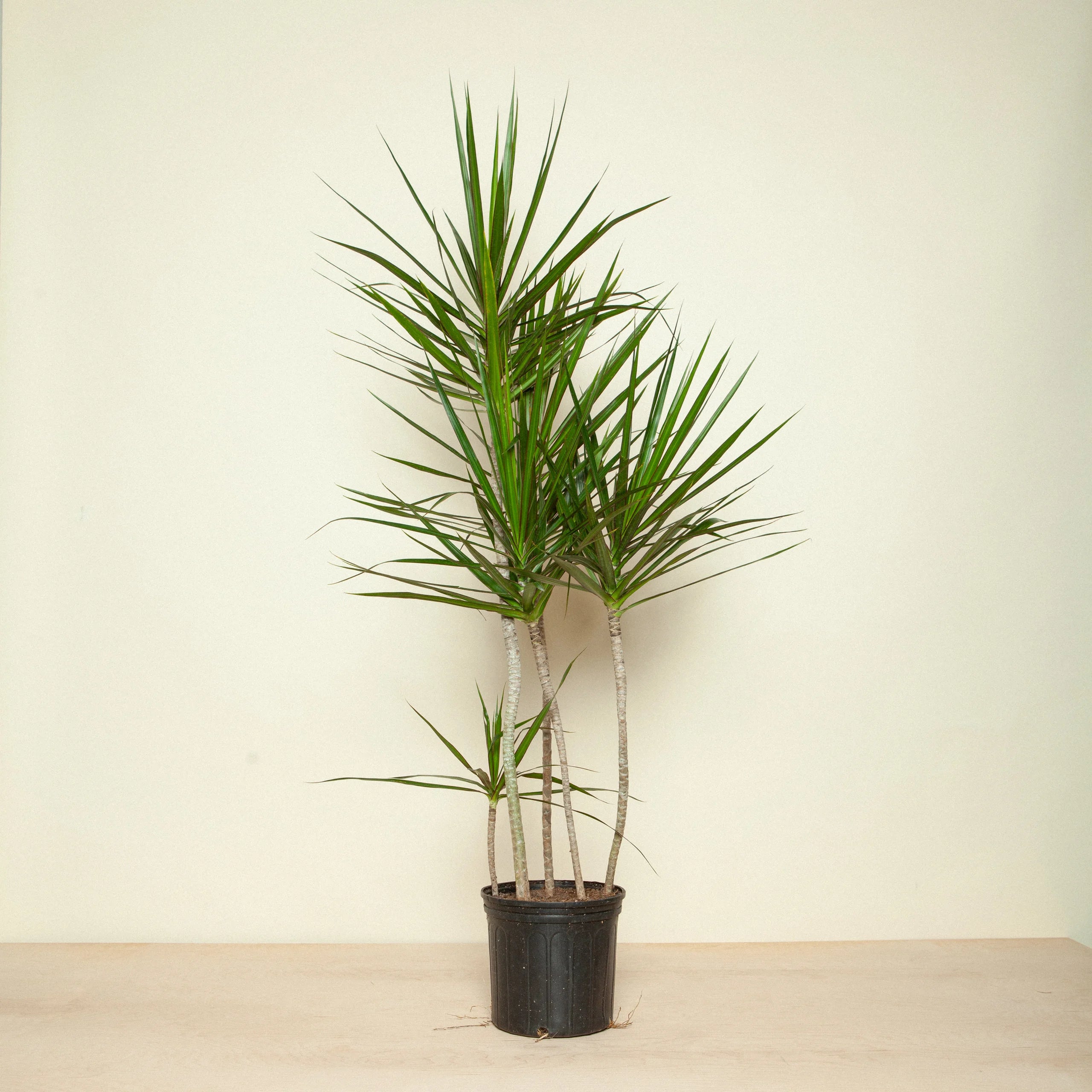 Dragon Tree "Staggered" (Dracaena Marginata)