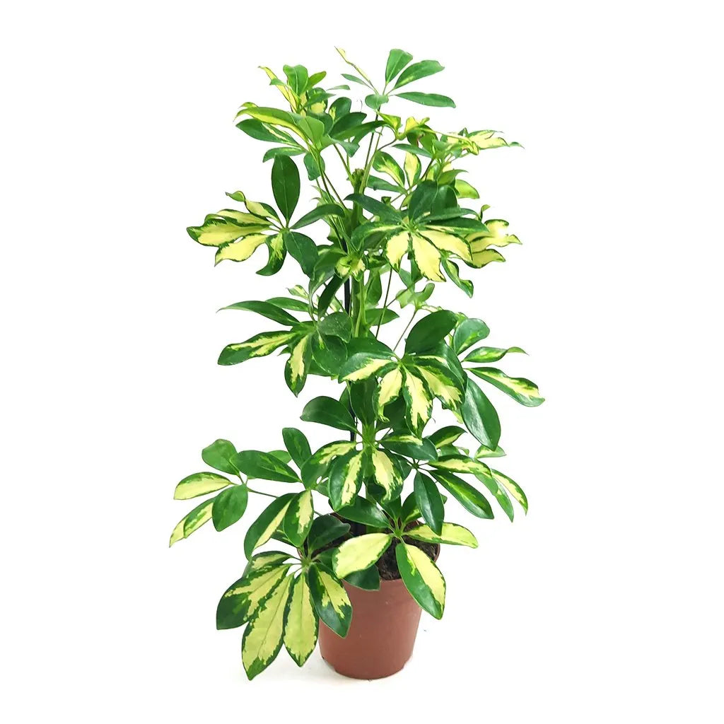 Variegated Umbrella Tree (Schefflera 'gold capella')