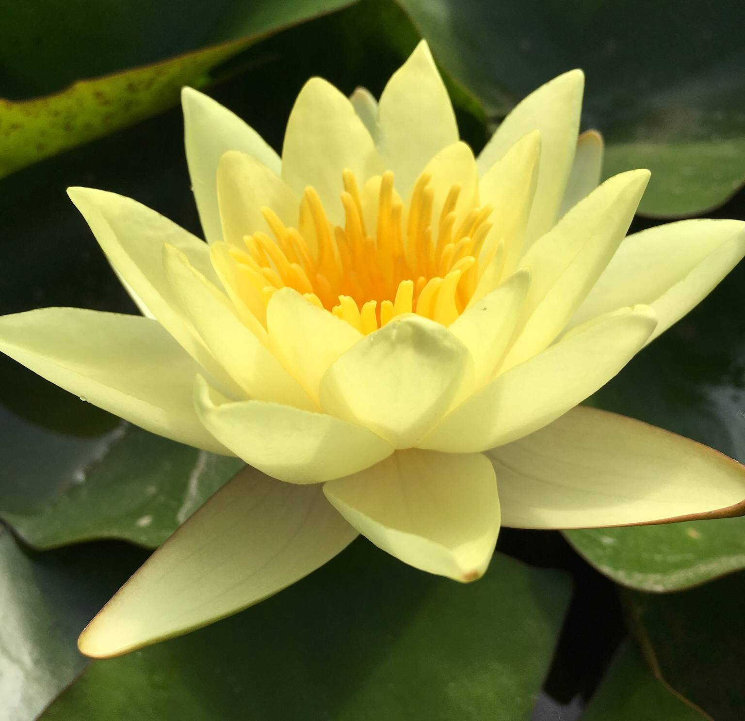 Hardy Water Lily Yellow 'Sunrise' (Nymphaea 'Sunrise') - 8" Pot