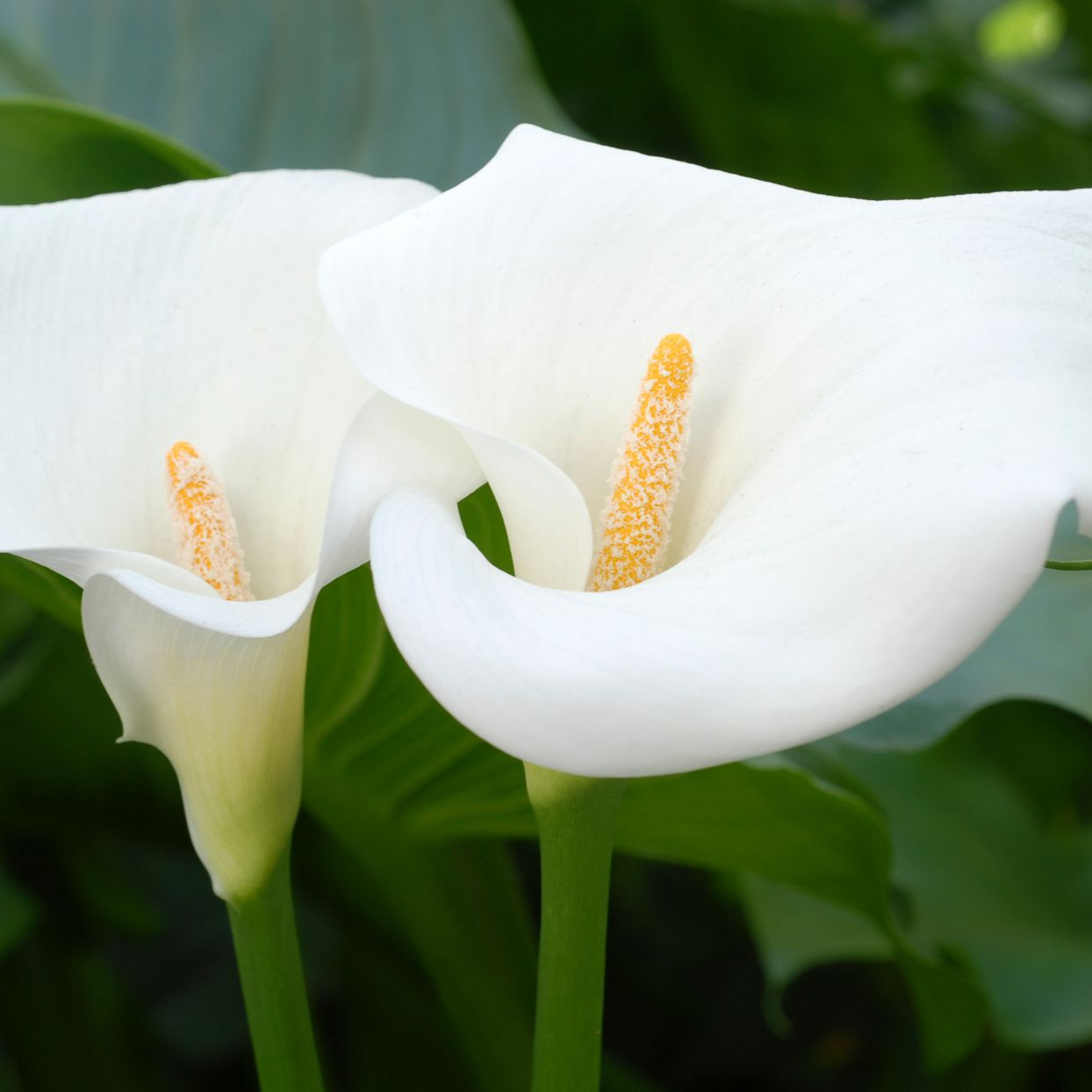 Calla Lily (Zantedeschia aethiopica) - 5.5" Pot