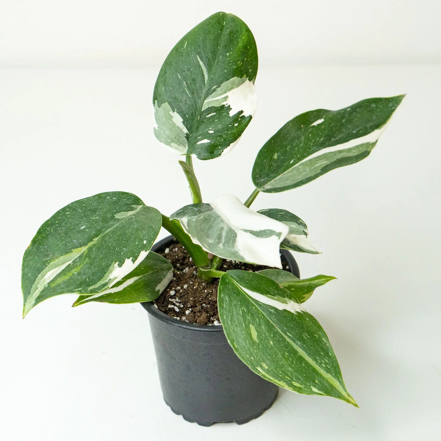 Philodendron 'White Wizard' (Philodendron erubescens)