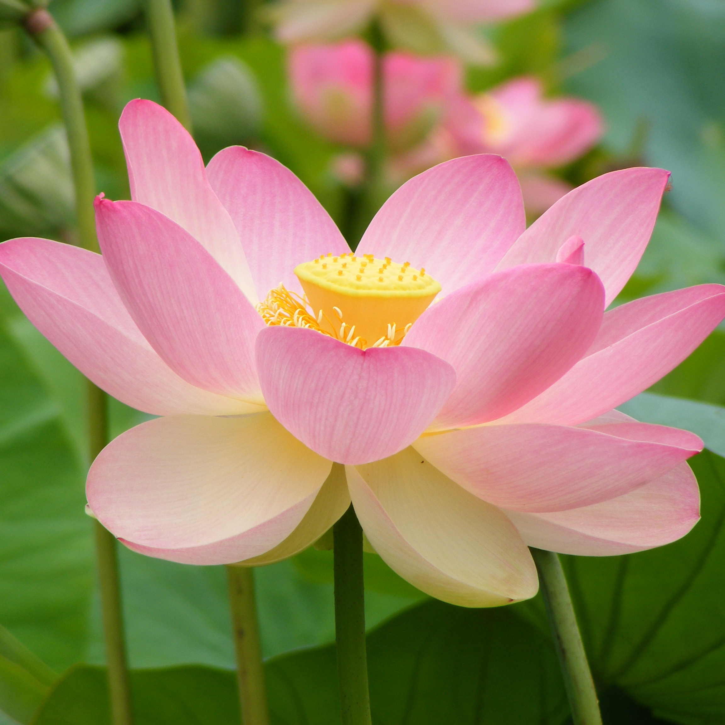 Flowing Pink Lotus (Nelumbo nucifera) - Tub