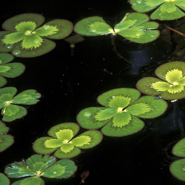 Marsilea quadrifolia - Four Leaf Water Clover