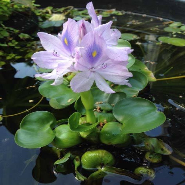 Eichhornia crassipes major - Floating Water Hyacinth
