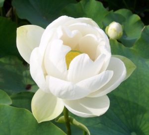 Nelumbo alba grandiflora - Asiatic Lotus