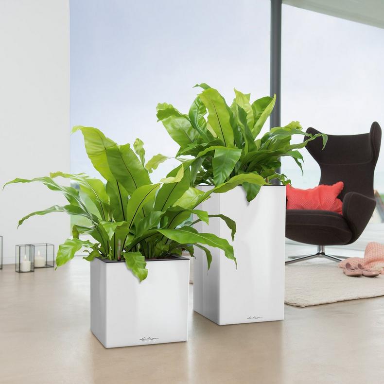 Lechuza CANTO Premium 40 High - All-in-One - Smart Watering Planter