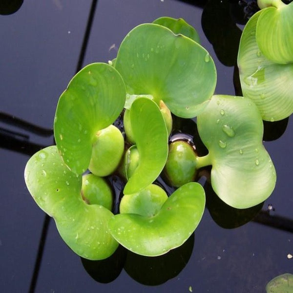 Eichhornia crassipes major - Floating Water Hyacinth