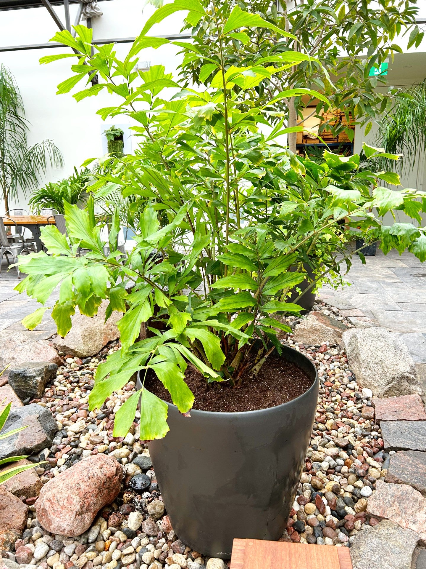 Caryota mitis - Fishtail Palm 70cm Slate Grey pot