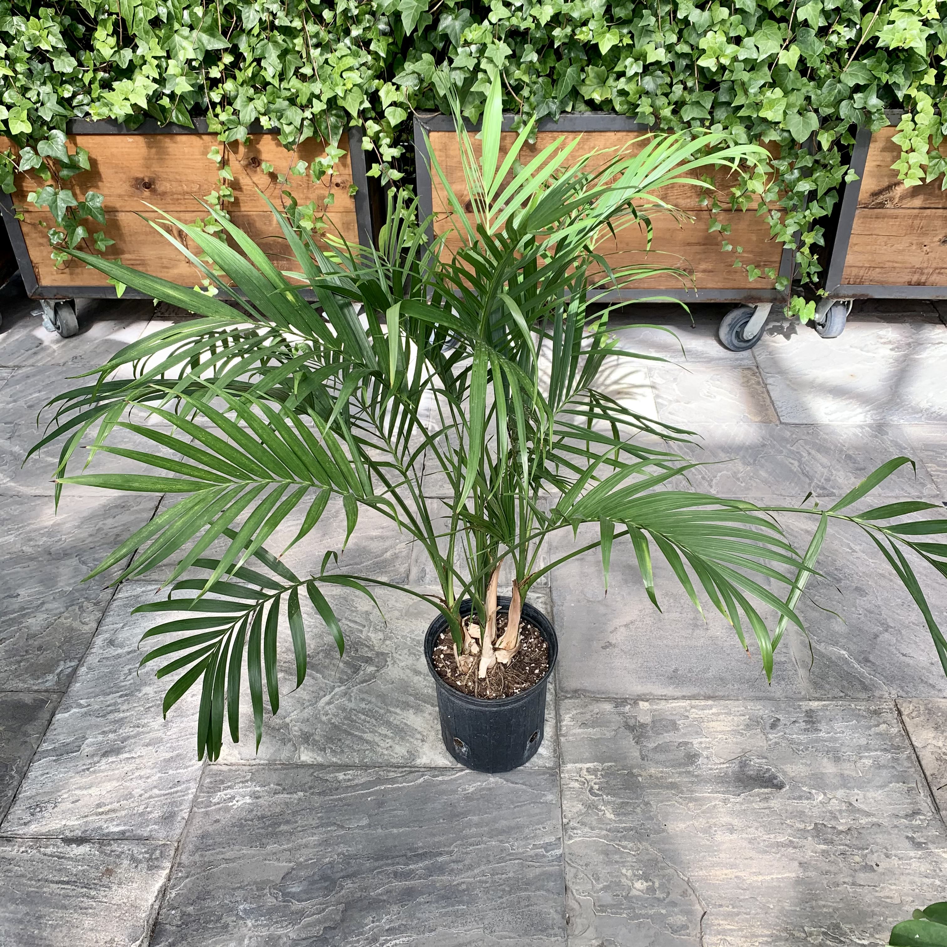 Chamaedorea cataractarum - Cat Palm