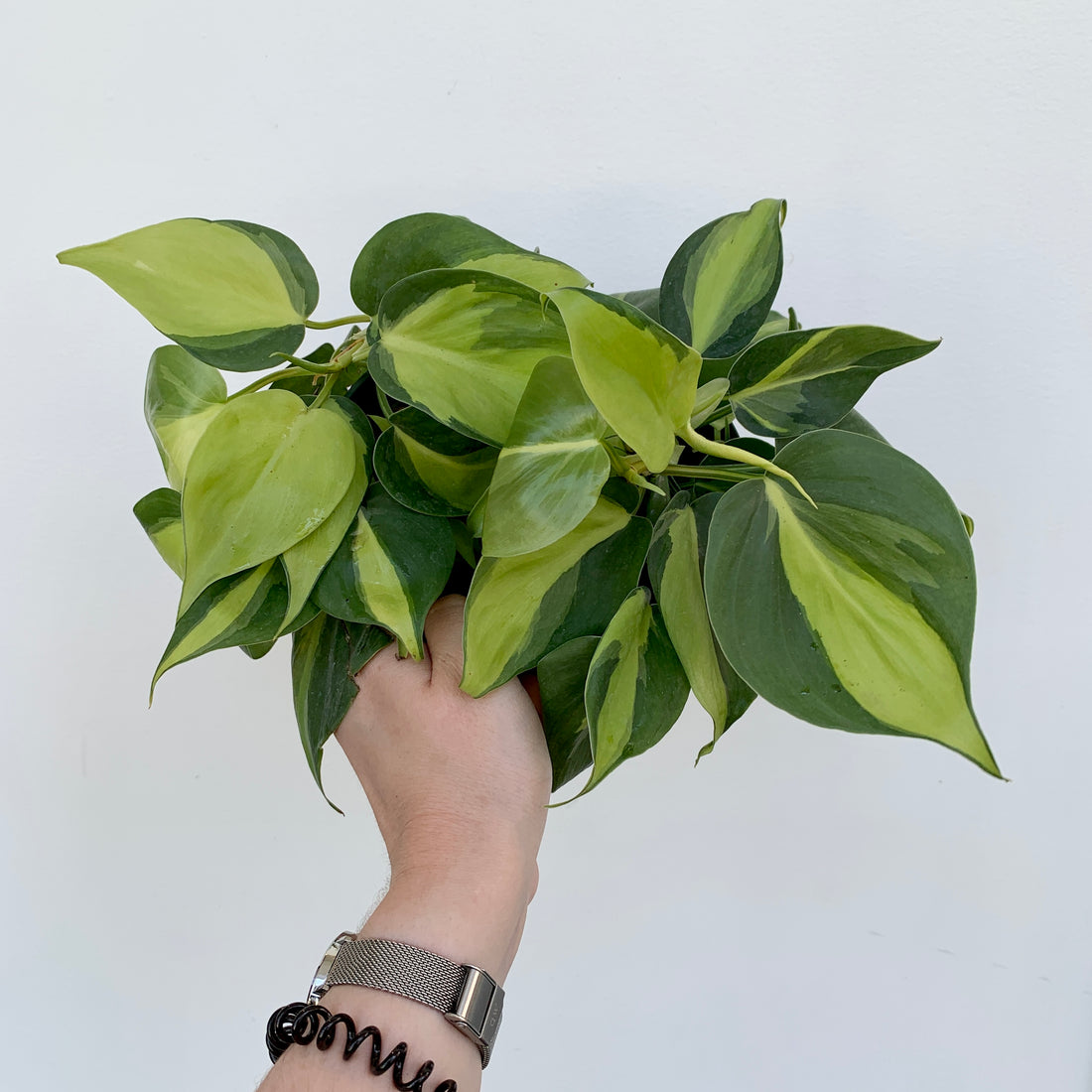 Philodendron hederaceum &