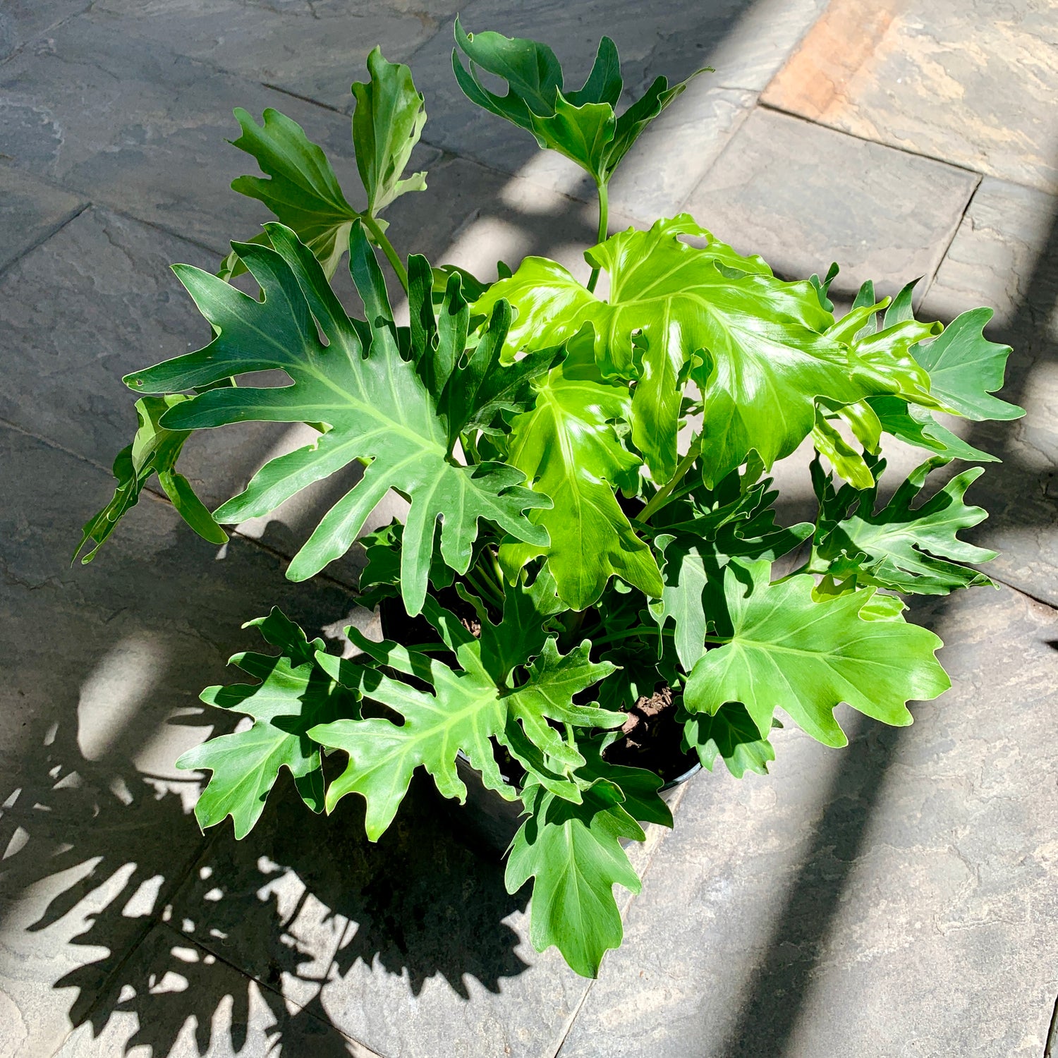 Philodendron selloum - Hope Philodendron