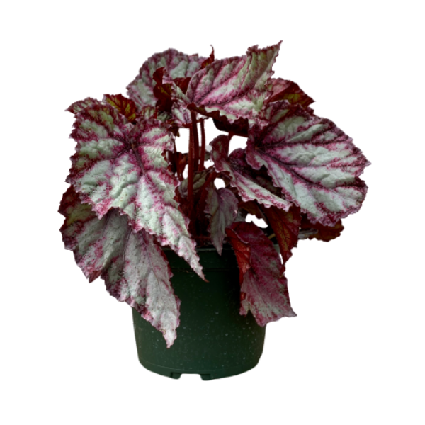 Begonia rex x cultorum Assorted 4&quot;