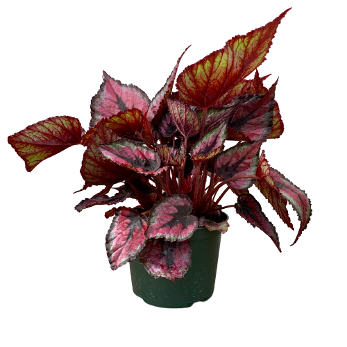 Begonia rex x cultorum