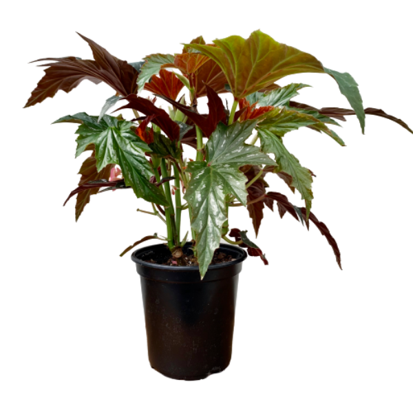 Begonia rex x cultorum