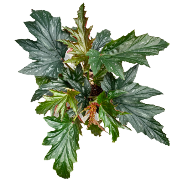 Begonia rex x cultorum Assorted 4&quot;