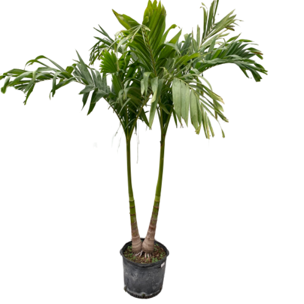 Adonidia merrillii - Christmas Palm