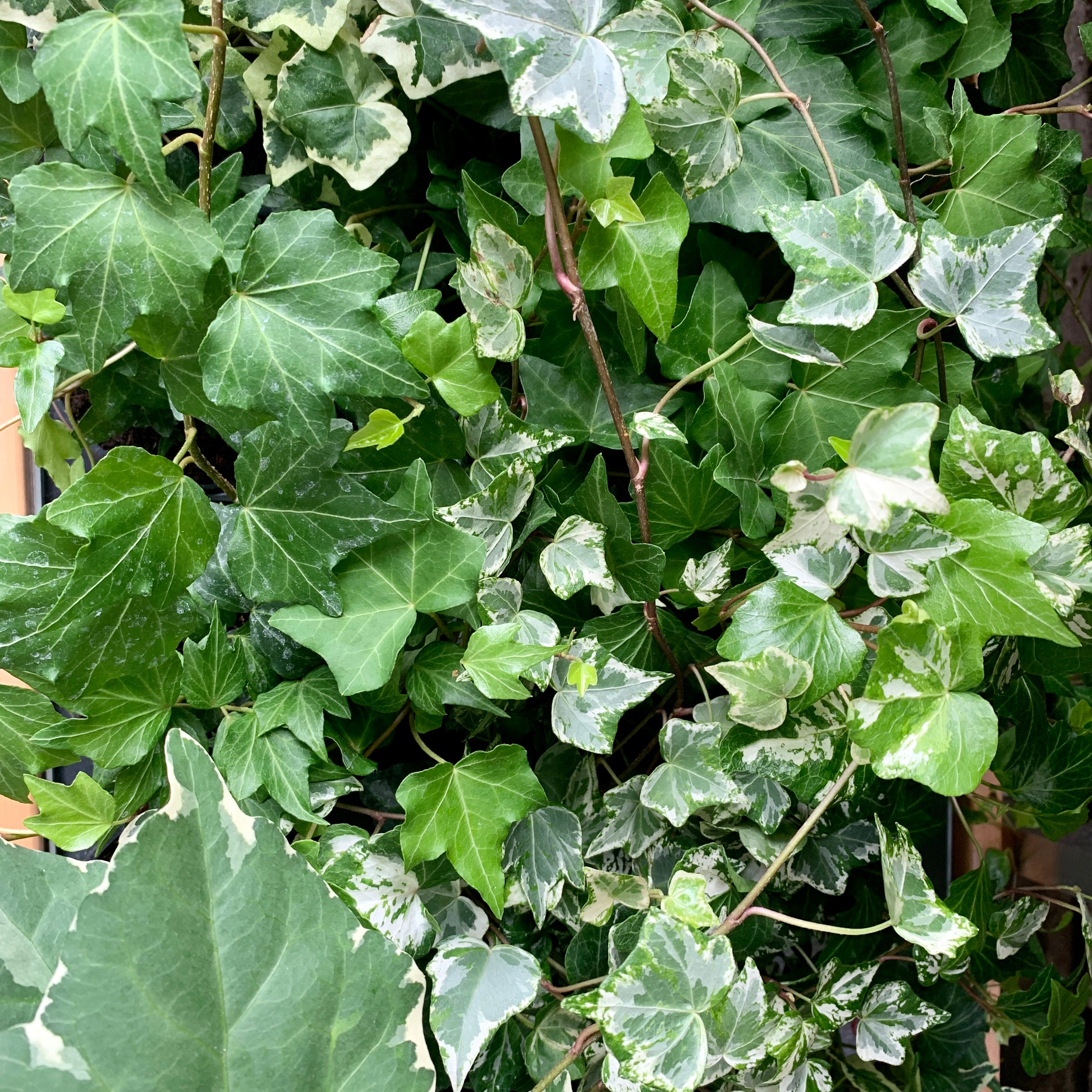 Hedera helix - Assorted Ivy