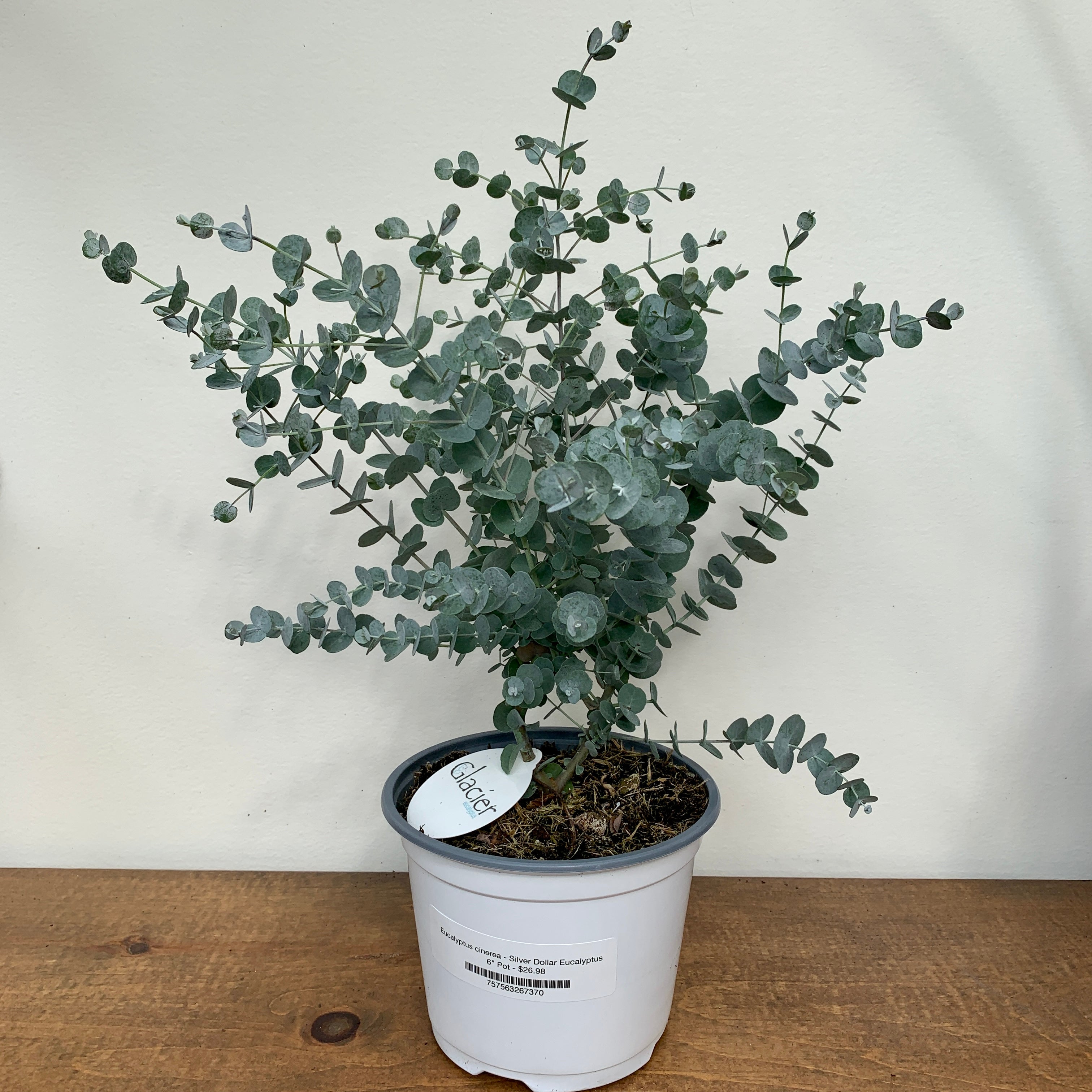 Eucalyptus cinerea - Silver Dollar Eucalyptus