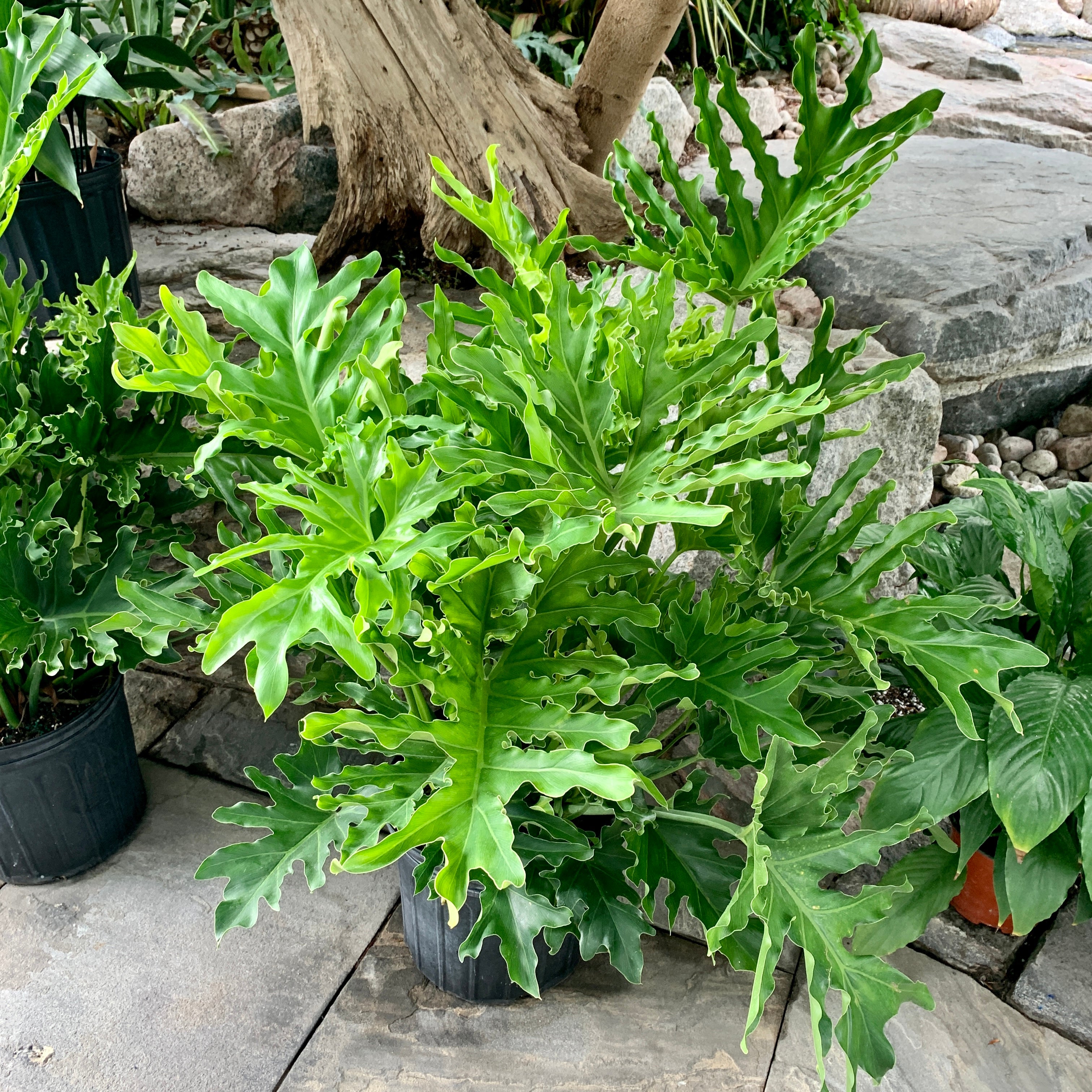 Philodendron selloum - Hope Philodendron