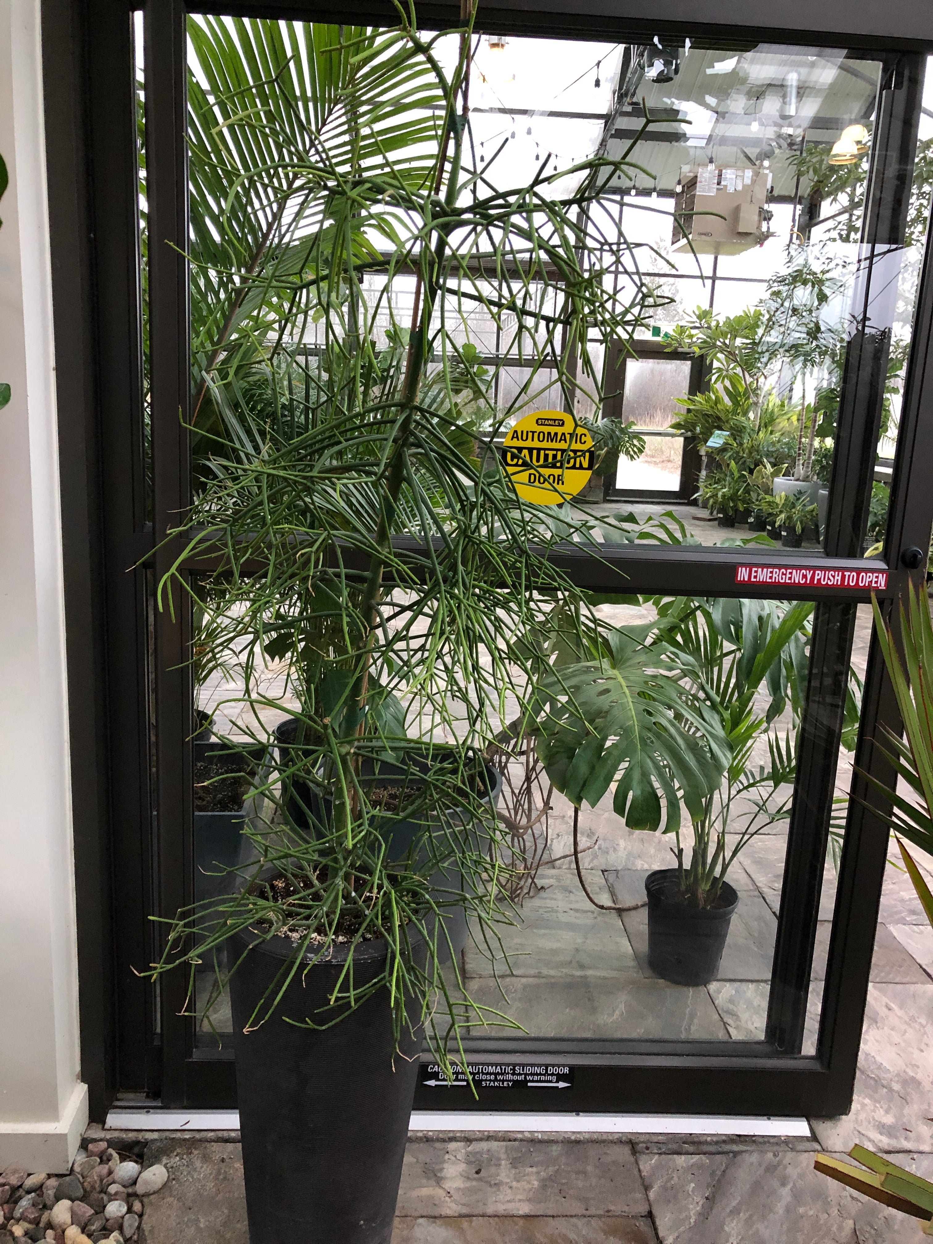 Euphorbia tirucalli - Pencil Cactus - In Barracuda Planter