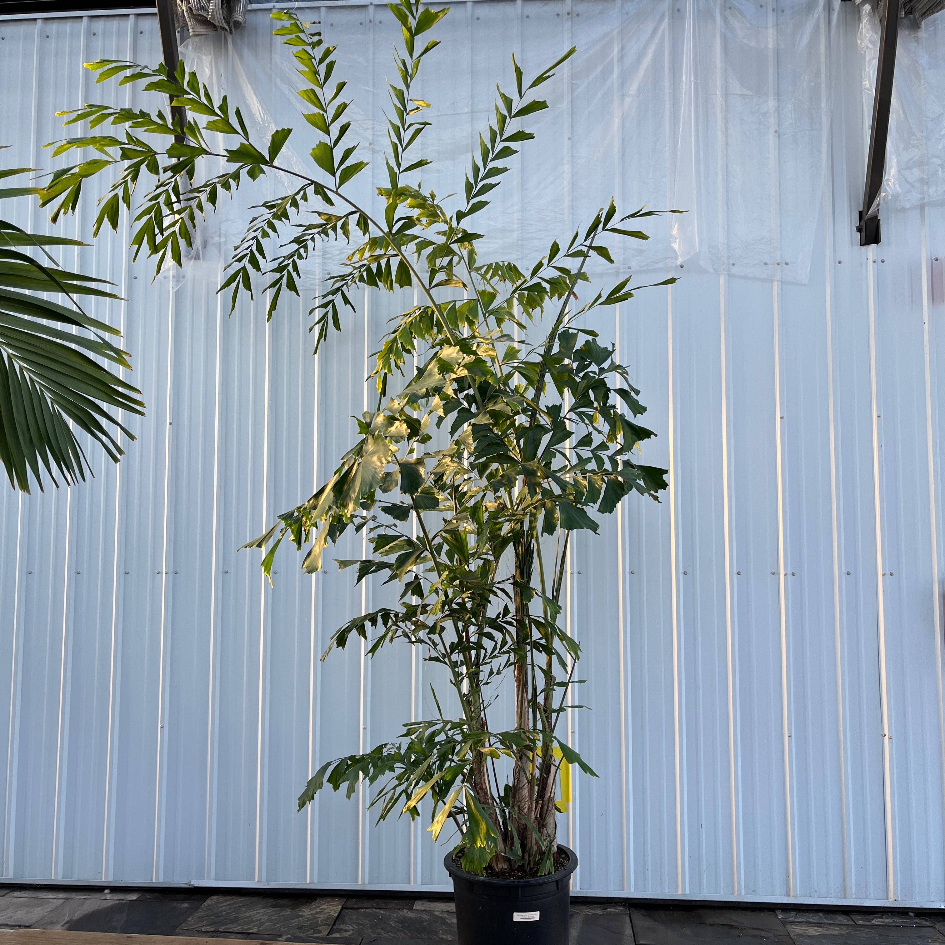 Caryota mitis - Fishtail Palm