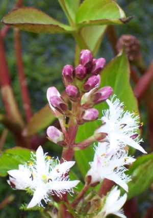 Menyanthes trifoliata - Bogbean