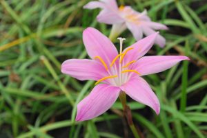 Zephyranthes rosea - Pink Zephyr Lily