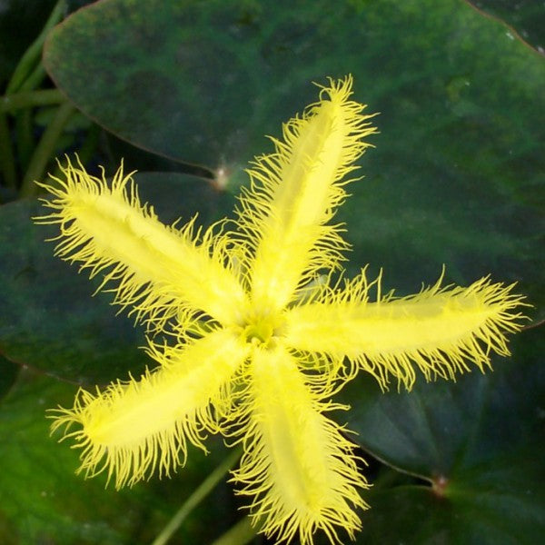 Nymphoides geminata - Yellow Snowflake