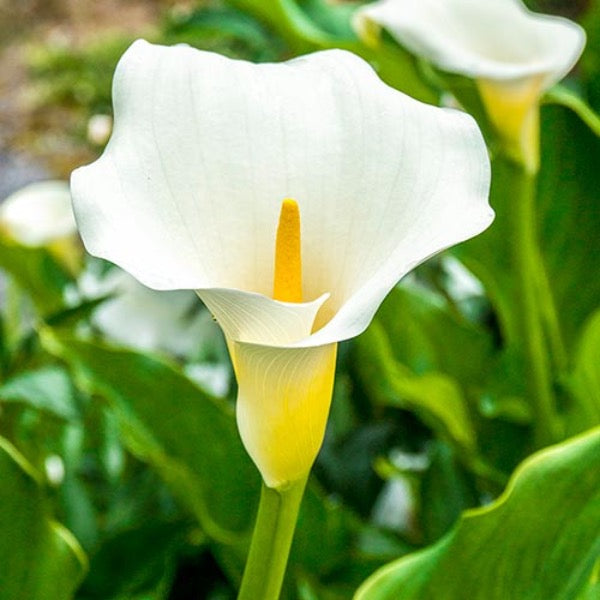 Zantedeschia aethiopica - White Arum Lily
