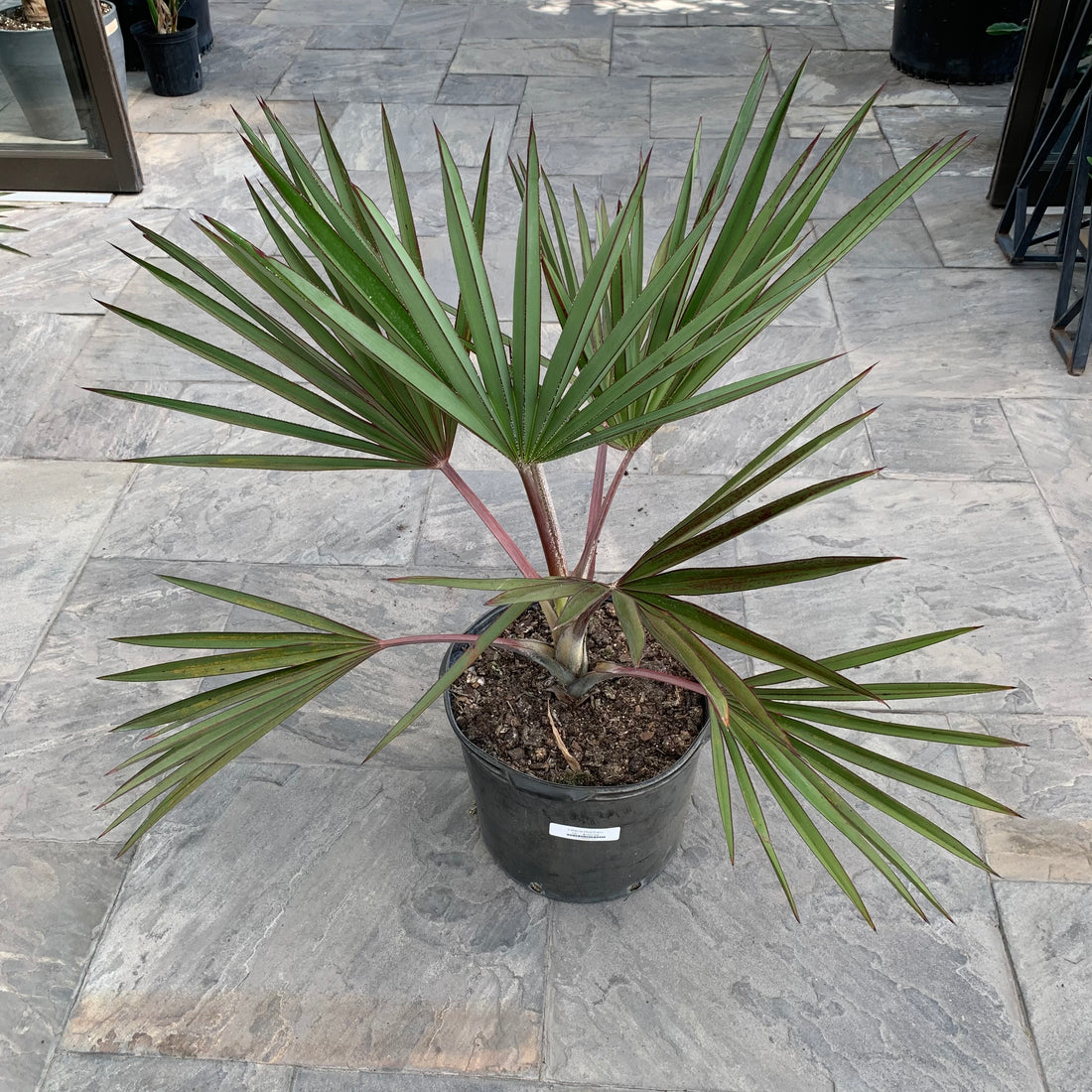 Latania lontaroides - Red Latan Palm
