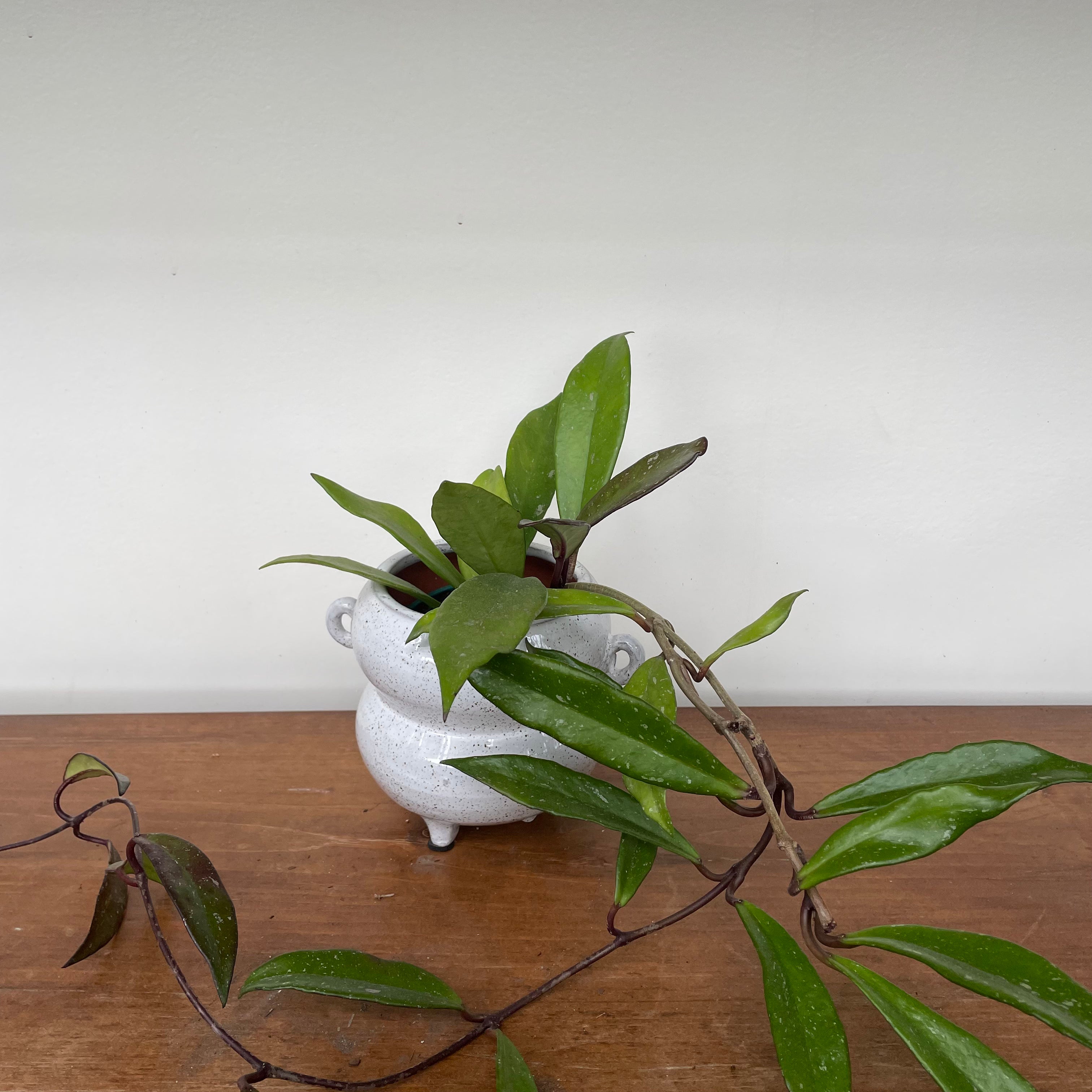 Hoya pubiclyx - Porcelain Flower Plant