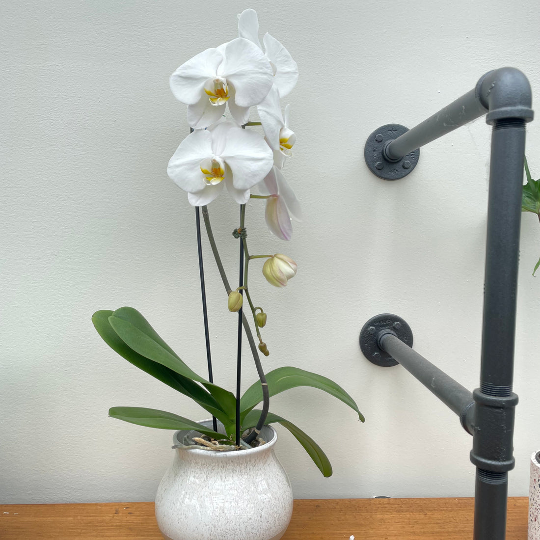 Phalaenopsis sp. - Orchid
