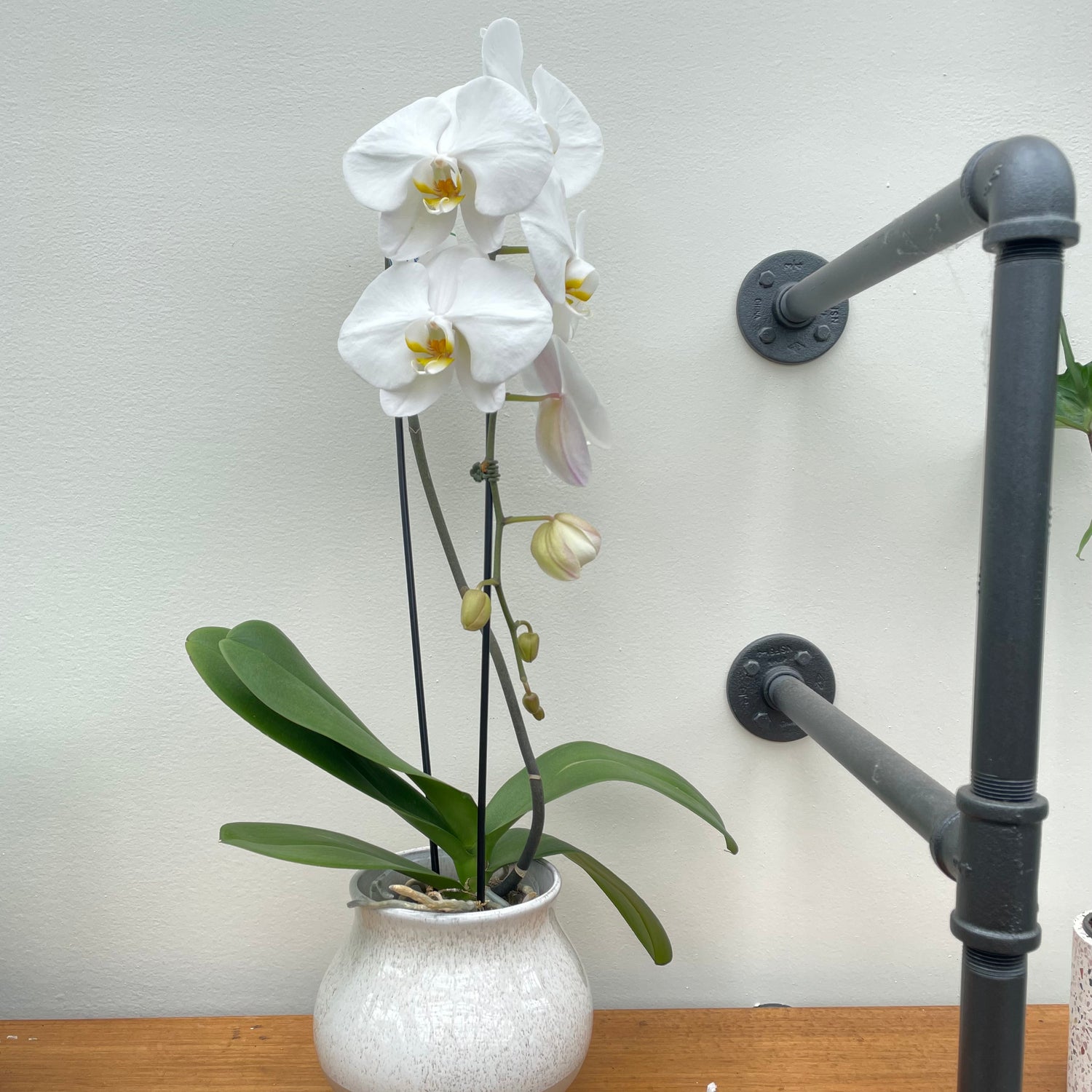 Phalaenopsis sp. - Orchid