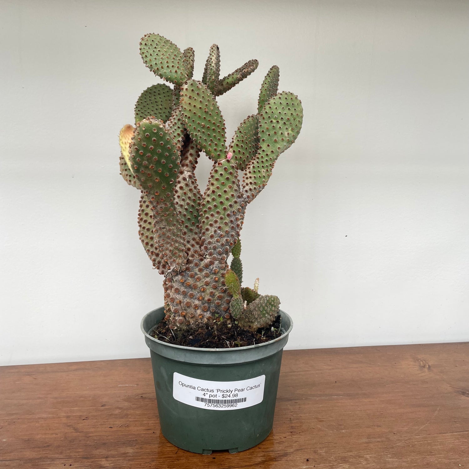 Opuntia Cactus - Prickly Pear Cactus