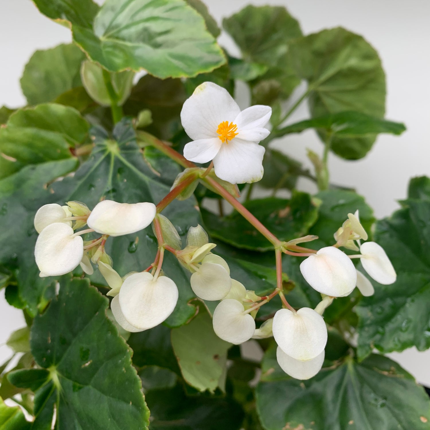 Begonia sp. White
