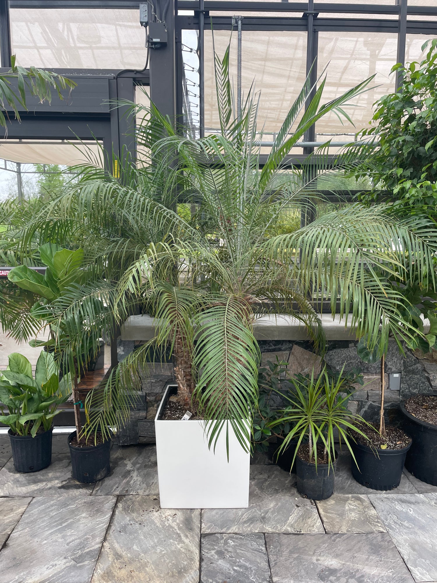 Phoenix roebelenii - Date Palm - in Lechuza