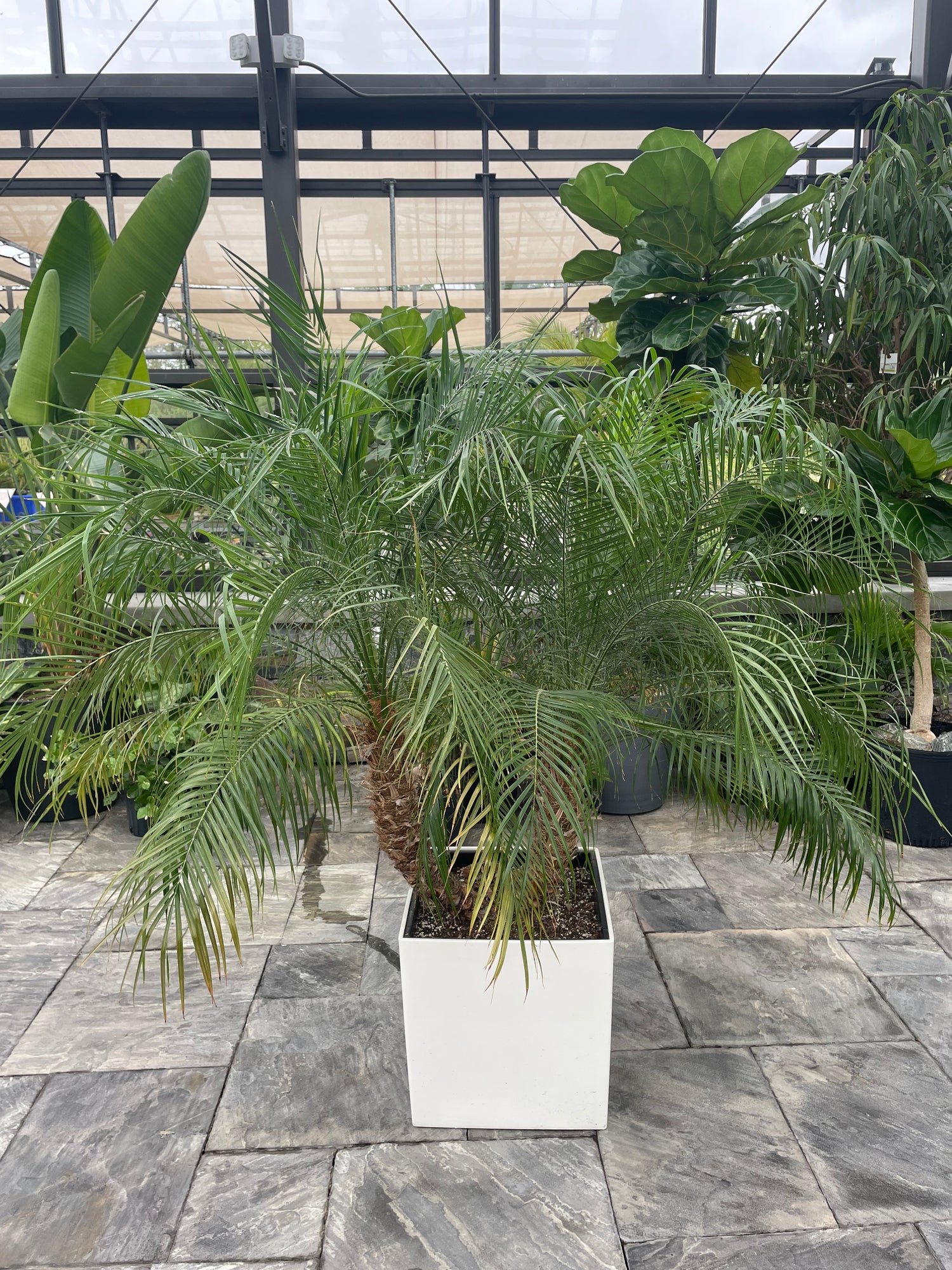 Phoenix roebelenii - Date Palm - in Lechuza