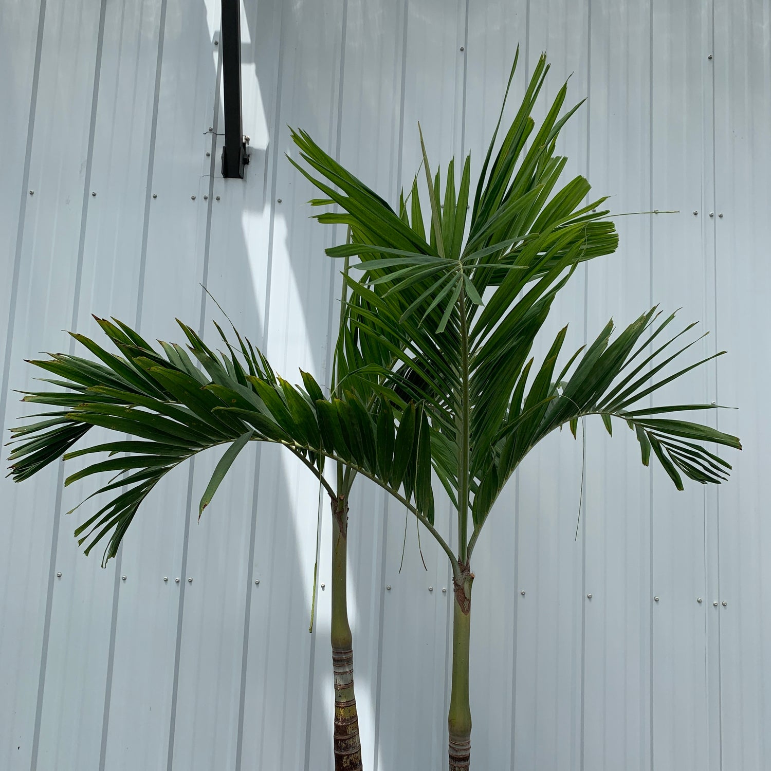 Adonidia merrillii - Christmas Palm - in Lechuza