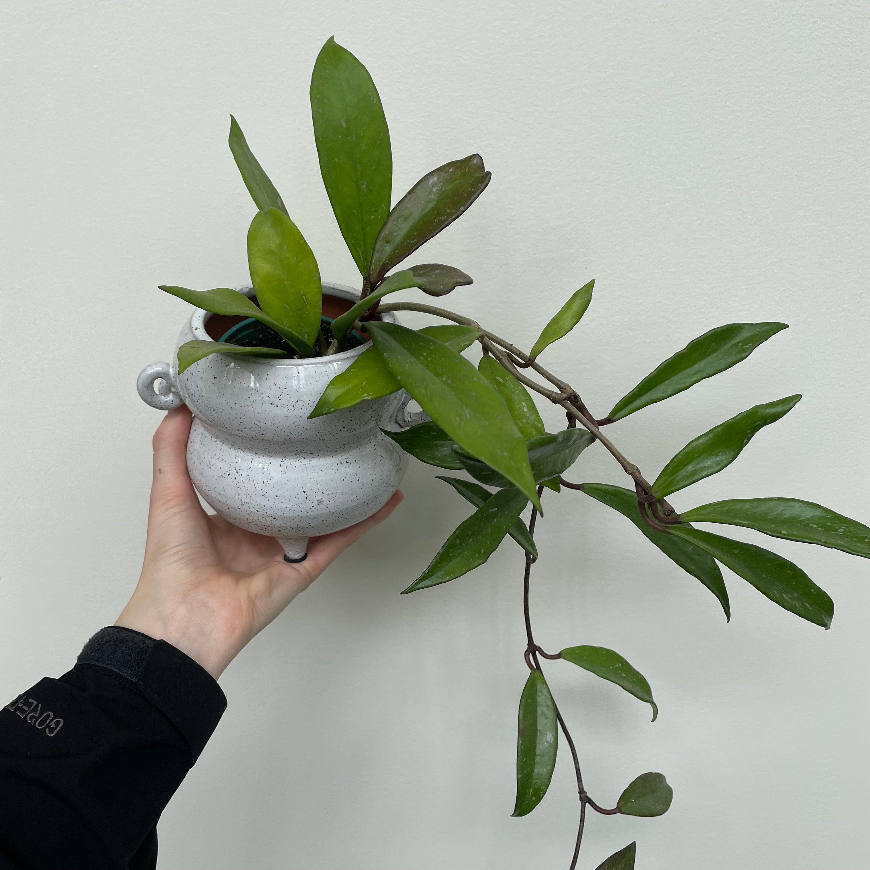 Hoya pubiclyx - Porcelain Flower Plant